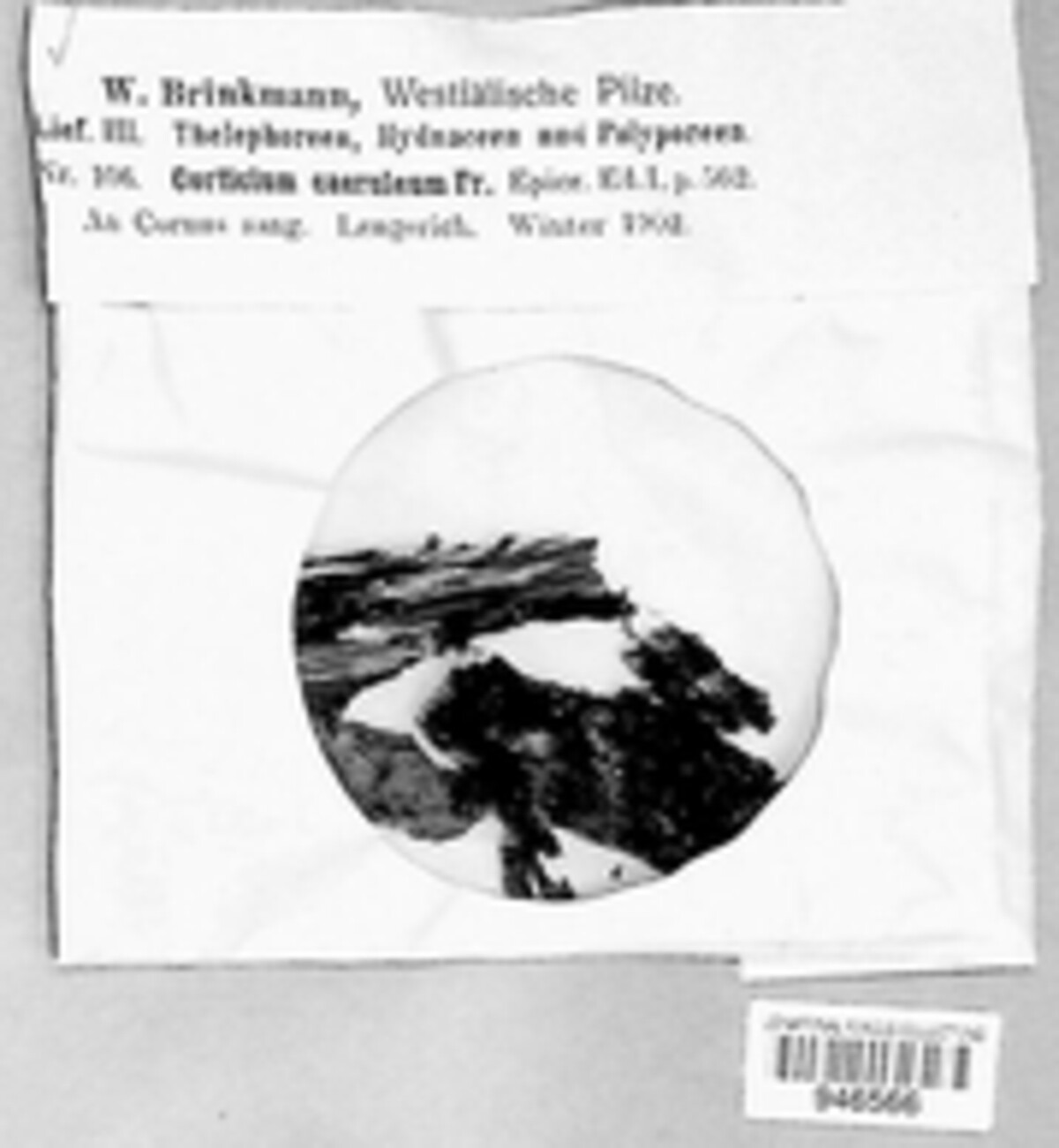 Corticium caeruleum image